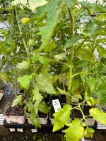 12 pflanzfertige Tomatenpflanzen VERSCHIEDENE seltene Sorten Hessen - Kelkheim Vorschau