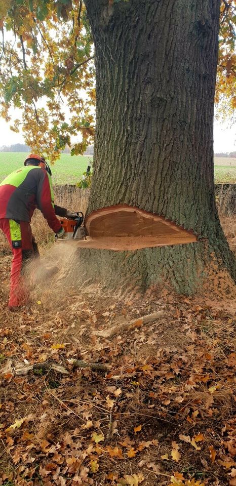 Forstwirt/Baumpfleger gesucht in Horn-Bad Meinberg