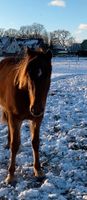 Pflegebeteiligung gesucht Pony sucht Mensch Schleswig-Holstein - Norderstedt Vorschau