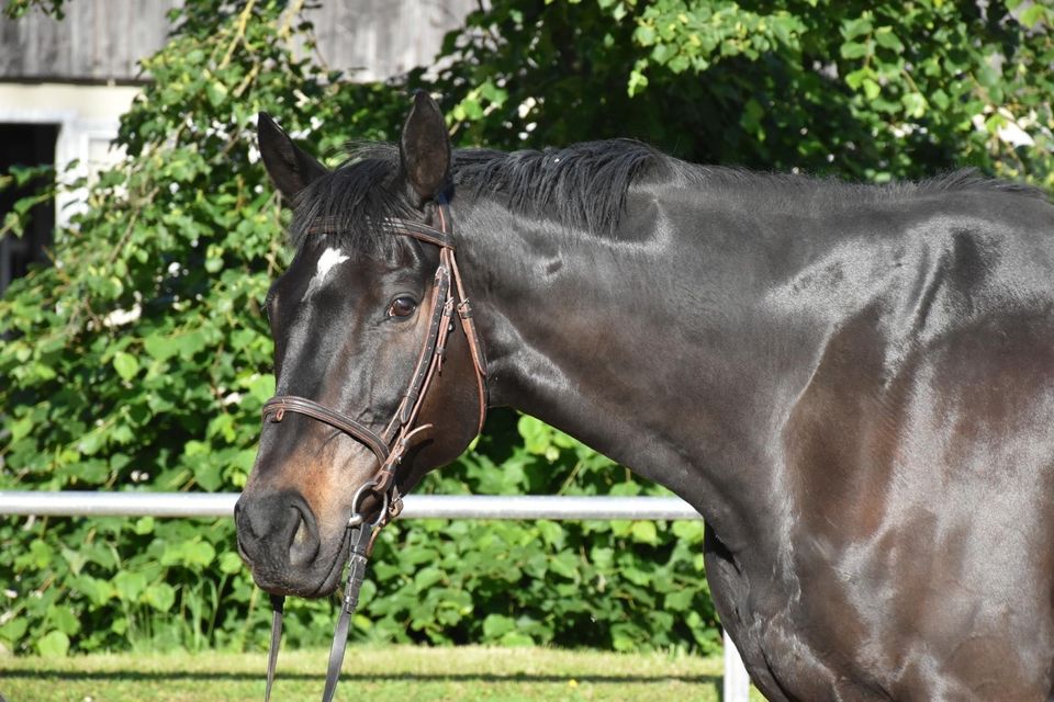 Tolles Freizeit Pferd sucht zuhause in Stuttgart