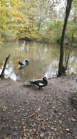 Enten Warzenenten Vögel Niedersachsen - Belm Vorschau