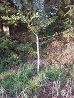 40 Baumschutz Wildschutz Spiralen für Obstbäume Sachsen - Löbau Vorschau