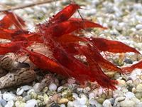 Garnelen Red Sakura Zwerggarnelen Brandenburg - Kloster Lehnin Vorschau