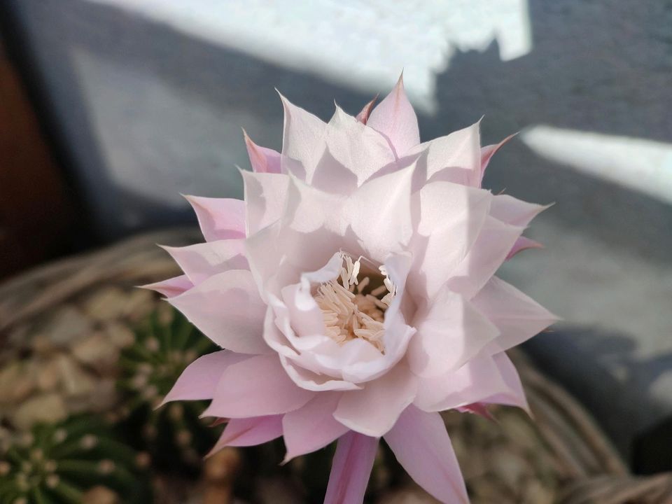 Echinopsis Kaktus Kakteen Zimmerpflanzen in Köngen