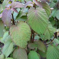 Taschentuchbaum,Davidia involucrata Hessen - Schlitz Vorschau