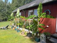 Ca. 1m große Bananenpflanzen Chemnitz - Kleinolbersdorf-Altenhain Vorschau