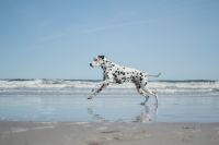 Fotoshooting Tiere Garz/Rügen - Zudar Vorschau