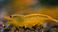 LIMITIERT Tragende Neocaridina Garnelen Nordrhein-Westfalen - Kreuzau Vorschau