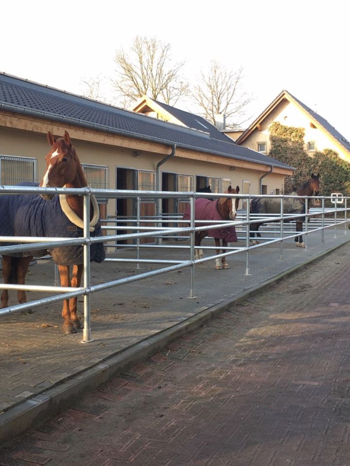 Ausbildung zum Pferdewirt (m/w/d) "Klassische Reitausbildung" in Wallenhorst