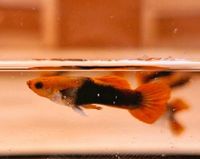 Koi Tuxedo Guppys Red Cap Sachsen - Priestewitz Vorschau