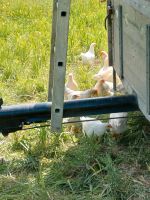 Glückliche Hühner aus dem mobielstall Brandenburg - Eisenhüttenstadt Vorschau