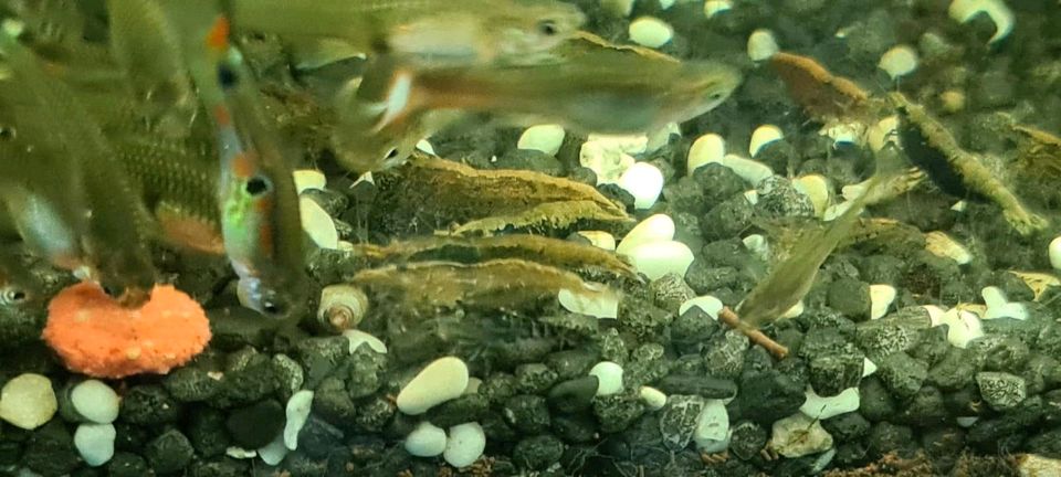 Garnelen Mix, Fische Aquarium in Neuzelle