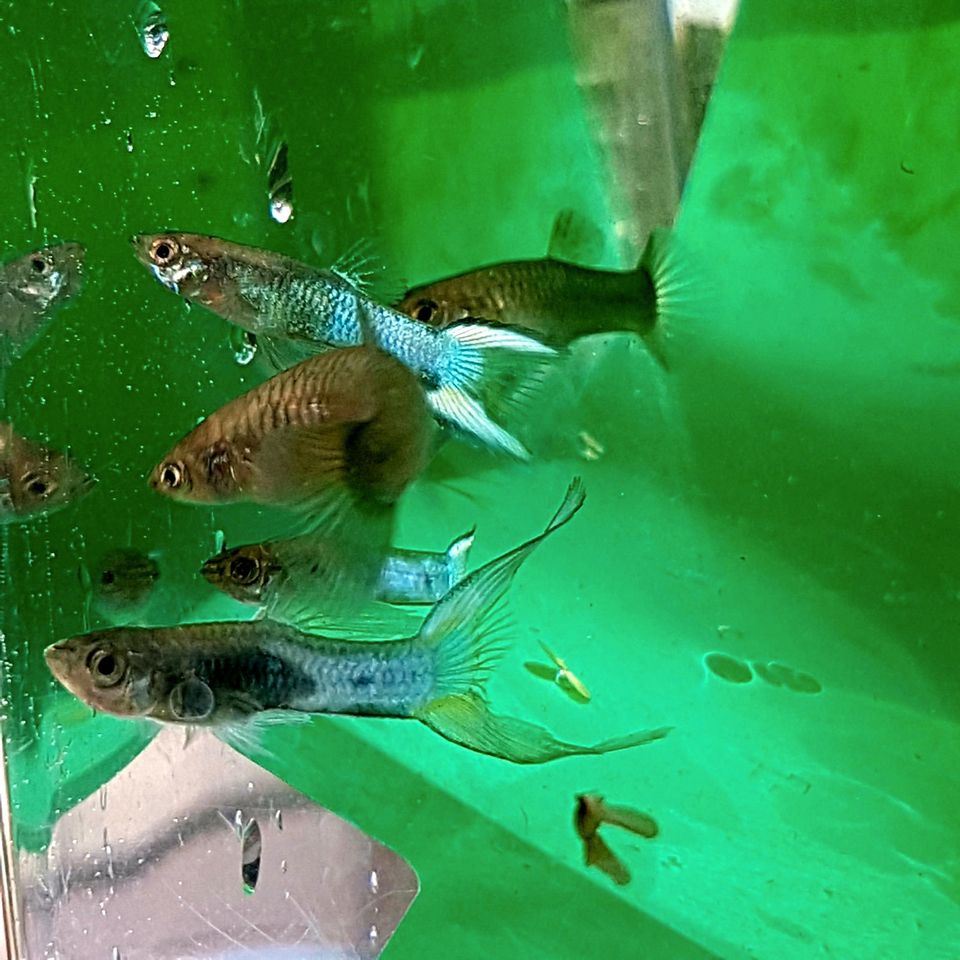 Japan blau Guppys Endler Guppys Bd frei Guppy Fische Aquarium Gup in Heilbad Heiligenstadt