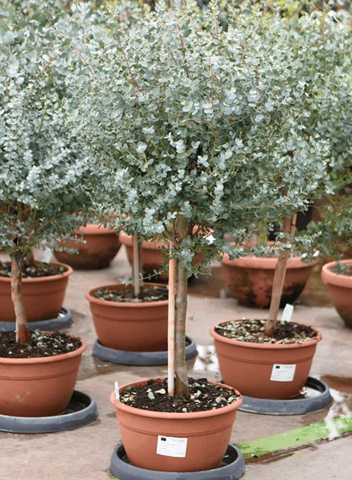 ✅NEU✅Eucalyptus Gunni Stamm Eukalyptusbaum, 45 - 60 cm, Baum 2 in Leipzig