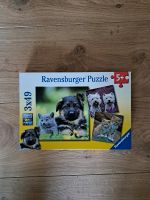 Ravensburger Puzzle 3 x 49 Teile Hunde und Katzen Rheinland-Pfalz - Niederkirchen bei Deidesheim Vorschau