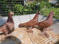 Tauben zu verkaufen Nordrhein-Westfalen - Hagen Vorschau
