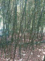 Bambusstäbe zum Verkauf Nordrhein-Westfalen - Petershagen Vorschau