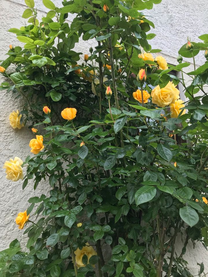 Edel Rose  pflanzen in Schorndorf