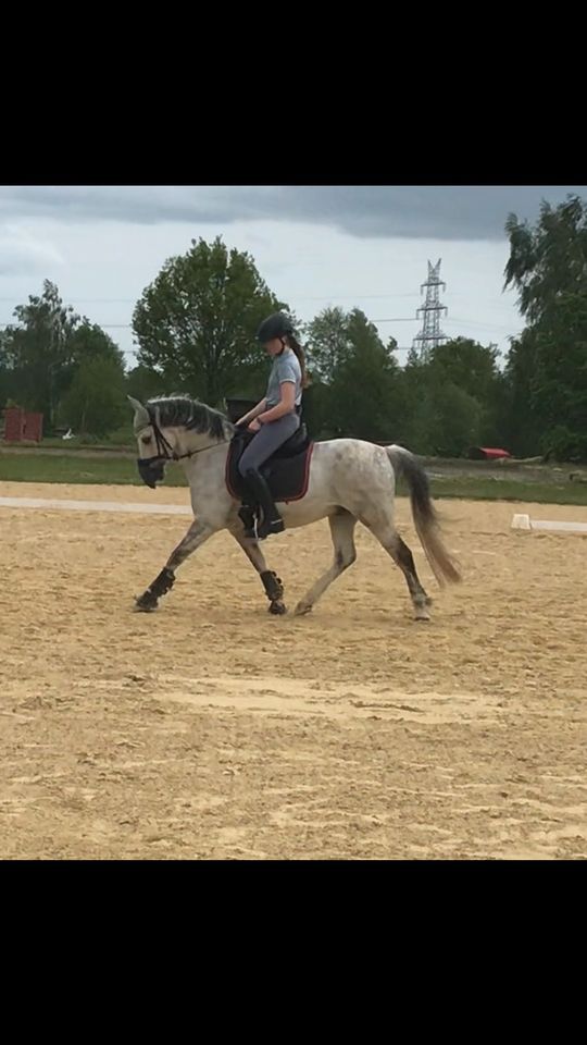 Dressurpony, Lehrpony in Kirchendemenreuth