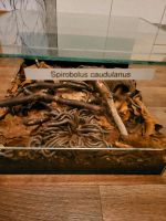 Tausendfüßler Spirobolus caudulanus Zucht Gruppe mit Terrarium Niedersachsen - Wennigsen Vorschau