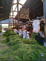 Mitarbeiter Landwirtschaft Baden-Württemberg - Weilheim an der Teck Vorschau