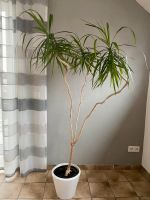 Große Pflanze (Dracaena) Dortmund - Hörde Vorschau