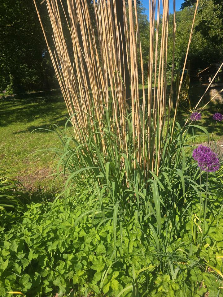 GARTENPFANZEN jetzt wird aufgeräumt in Westerstede