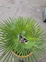 Verschiedene Trachycarpus Samen Hanfpalme *rare* Nordrhein-Westfalen - Leichlingen Vorschau