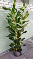 Ficus 1, 50 Gummibaum 3 Stämmig Zimmerpflanze Köln - Chorweiler Vorschau