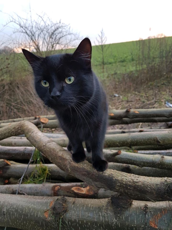 Kater Blacky seit 4.3. vermisst in Ibbenbüren