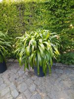 Agapanthus Schmucklilie Premium Zucht inkl 70cm hohem Topf Brandenburg - Oranienburg Vorschau