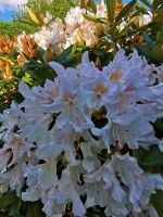 Rhododendron ( wahrscheinlich Kaukasus) Thüringen - Gera Vorschau
