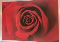 XXL Bild "Rose" von Ikea 140 x 100 cm Rheinland-Pfalz - Buchholz (Westerwald) Vorschau