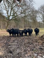 Wasserbüffel Herde, Kuh + Kalb Niedersachsen - Cuxhaven Vorschau