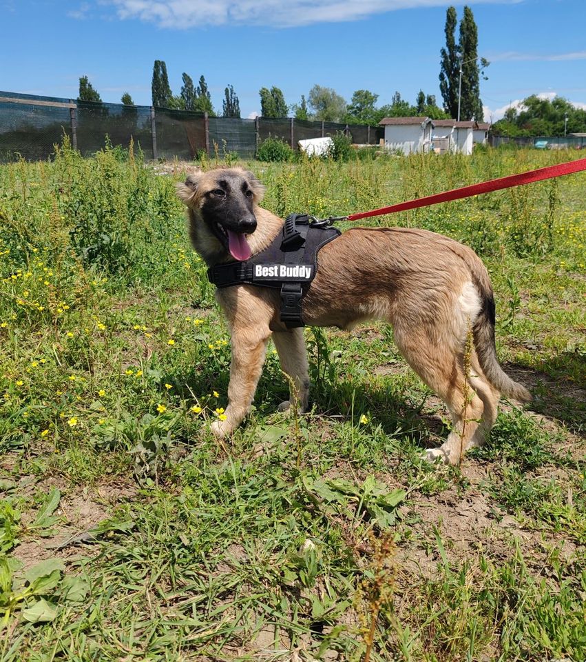 Welpenmädchen Brandy sucht ihr Glück in Gerlingen