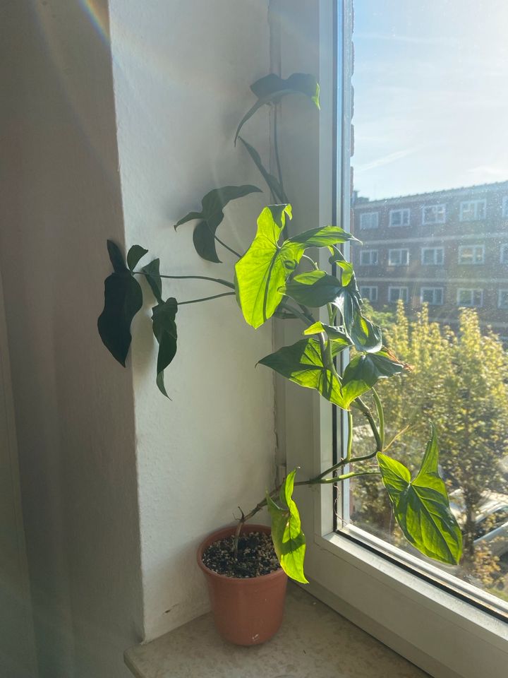 Syngonium Pflanze Zimmerpflanze in Sentrup