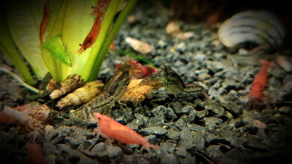 ❗Cambarellus Diminutus kleinster Zwergkrebs für Nano Aquarium❗ in Oberhausen