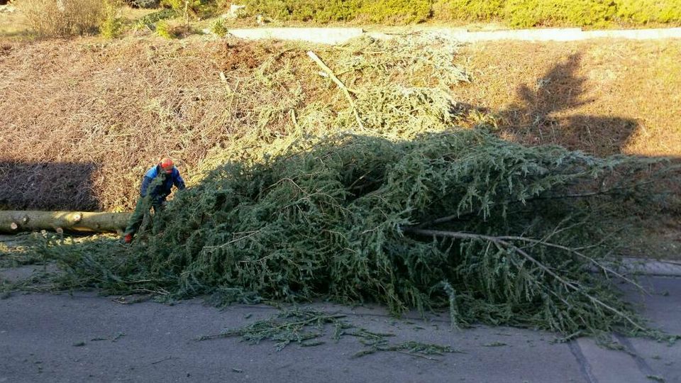 Hecke schneiden Rasen mähen Baum fällen in Pfeffelbach