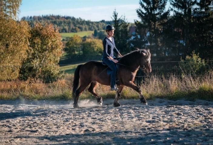 Wochenschüler Training und Kommunikation mit Pferden in Langenneufnach