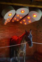 SOLARIUM FÜR PFERDE SOLAR-TECH BM Horse Pferdesolarium NEU Sachsen-Anhalt - Osterweddingen Vorschau