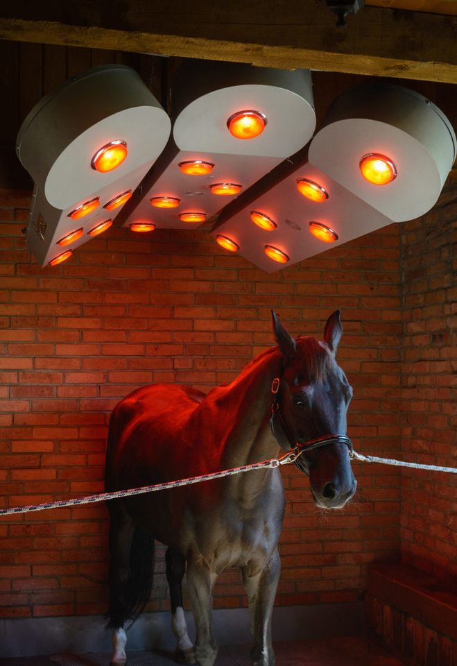 SOLARIUM FÜR PFERDE SOLAR-TECH BM Horse Pferdesolarium NEU in Osterweddingen