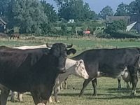 Mutterkühe Fleischrassekreuzungen mit Kalb Aachen - Kornelimünster/Walheim Vorschau