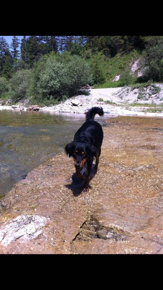 Biete Urlaubsbetreuung für Hunde in Murnau am Staffelsee