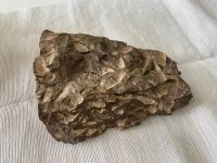 Armfüßer Armkiemer Edelsteinsammlung  Mineralien Hessen - Borken Vorschau