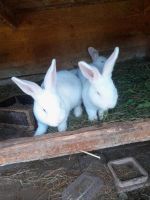 Kaninchen weiße Wiener Niedersachsen - Bergen Vorschau
