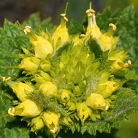 50+ Samen Mohnbrötchenblume Scrophularia chrysantha Duftpflanze Nürnberg (Mittelfr) - Aussenstadt-Sued Vorschau