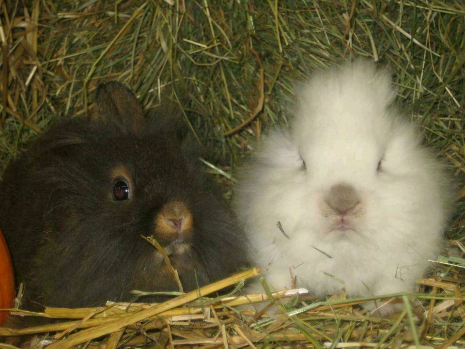 Kaninchen Zwergkaninchen Farbenzwerg Löwenköpfchen Zwergrex in Langerwehe