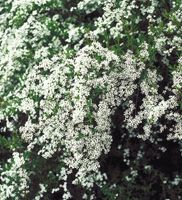 Kriech Spierstrauch Spiraea Decumbens 20-30cm Nordrhein-Westfalen - Simmerath Vorschau