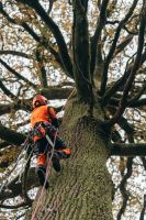 (Obst-) Baumpflege, Kroneneinkürzung, Totholzentnahme Saarland - St. Wendel Vorschau