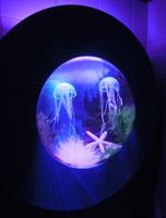 Wandaquarium Bullauge Nanoaquarium Biorb künstliche Quallen Altona - Hamburg Altona-Altstadt Vorschau